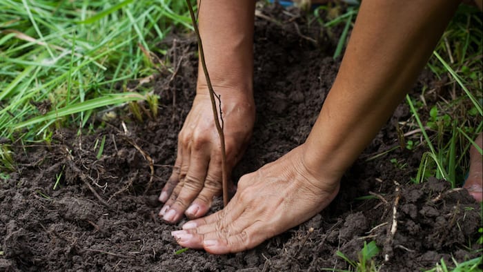 person's hands planting trees