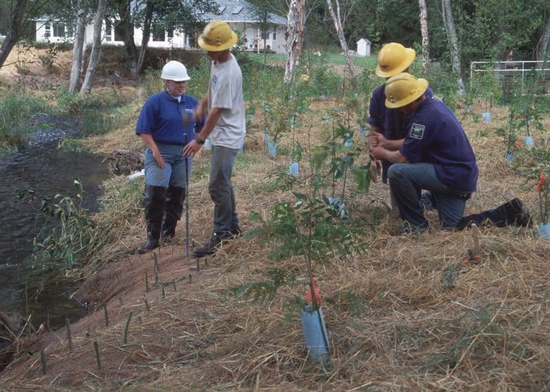 NRCS employees planting native plants on a streambank
