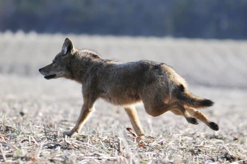 Picture of coyote