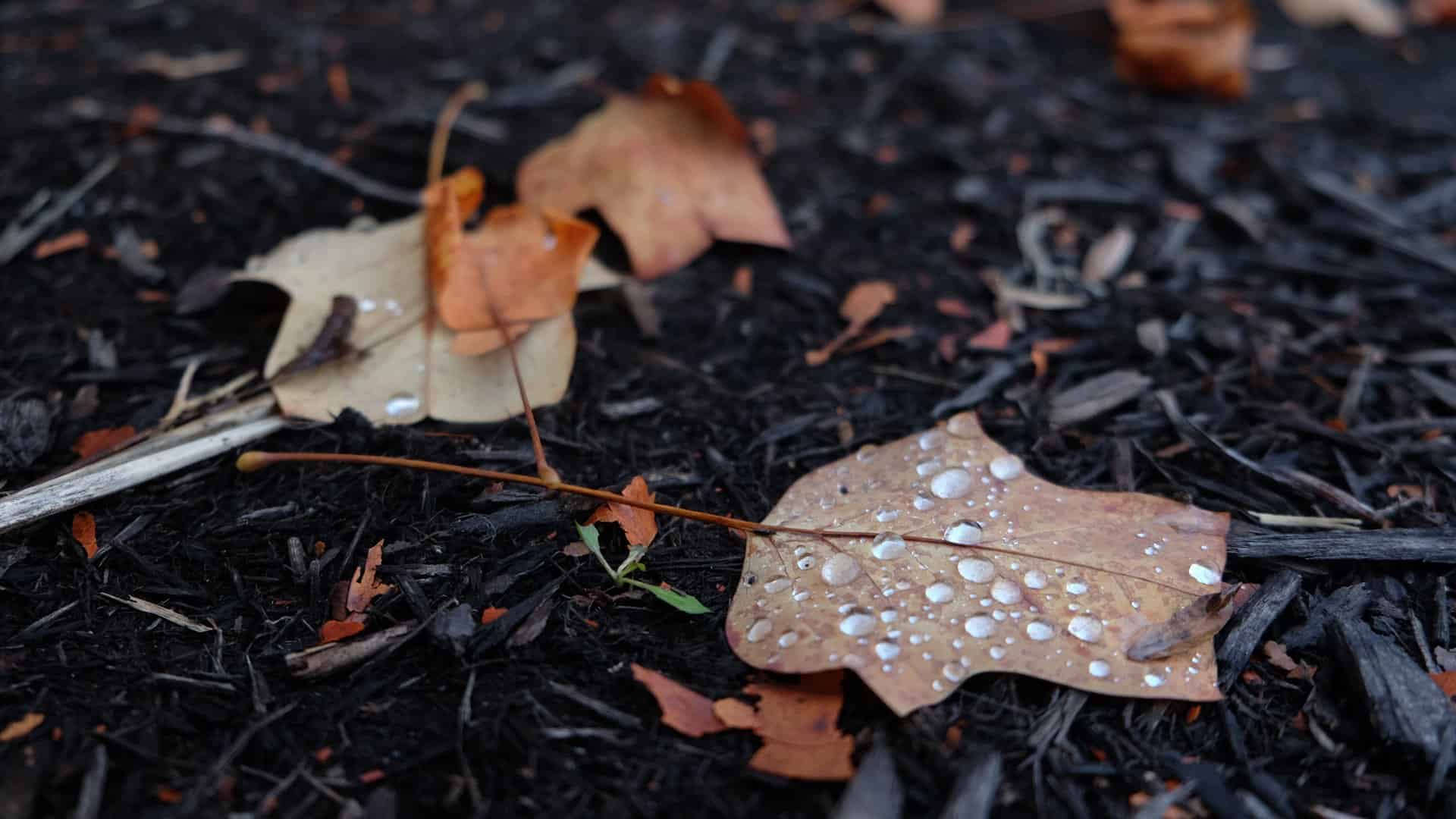 water droplets on fall leaf