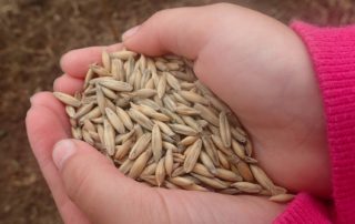 oat seed in hands