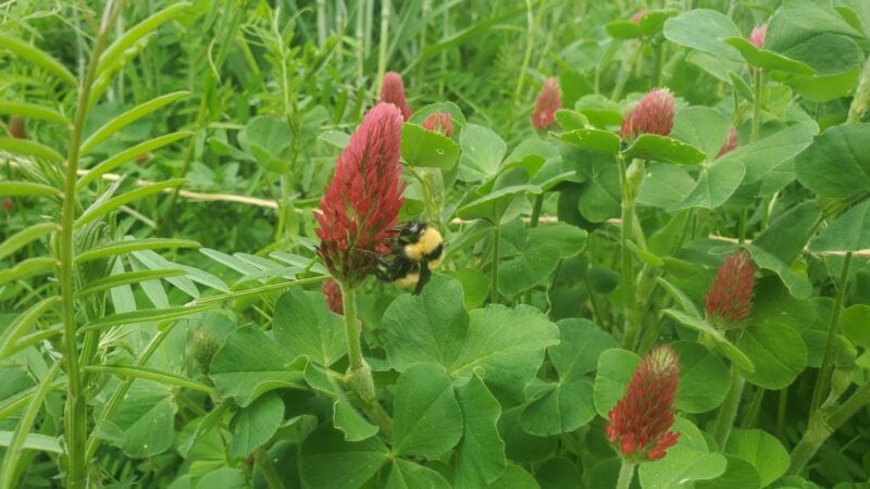 Crimson clover bloom