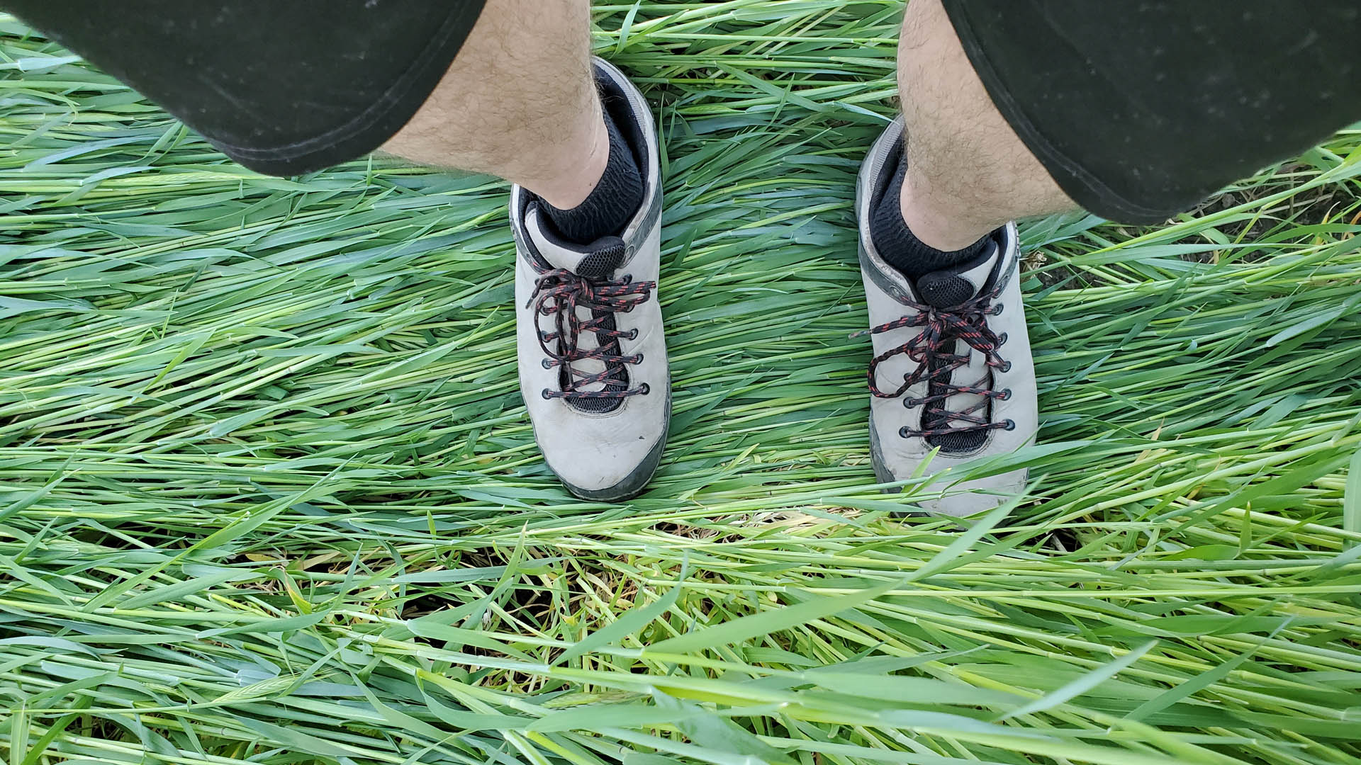 Feet on cereal rye