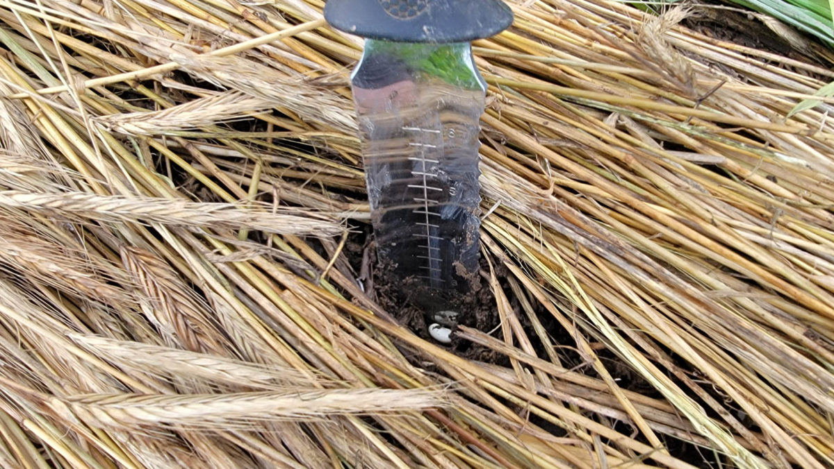 direct planting of seed into cereal rye mulch