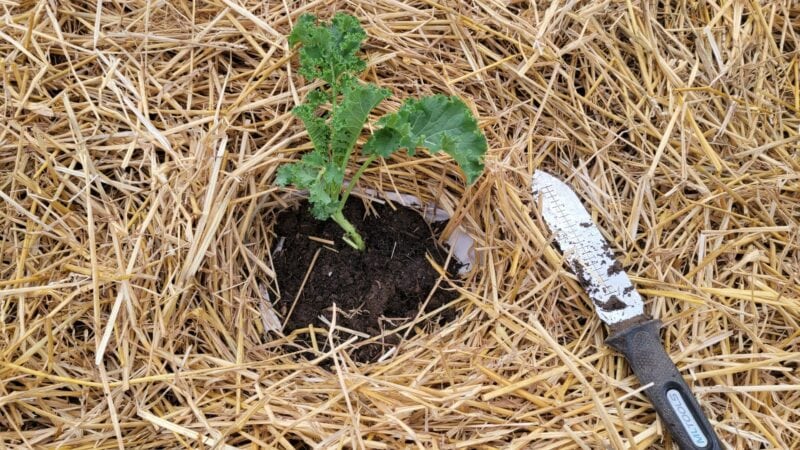 Kale and crimson clover
