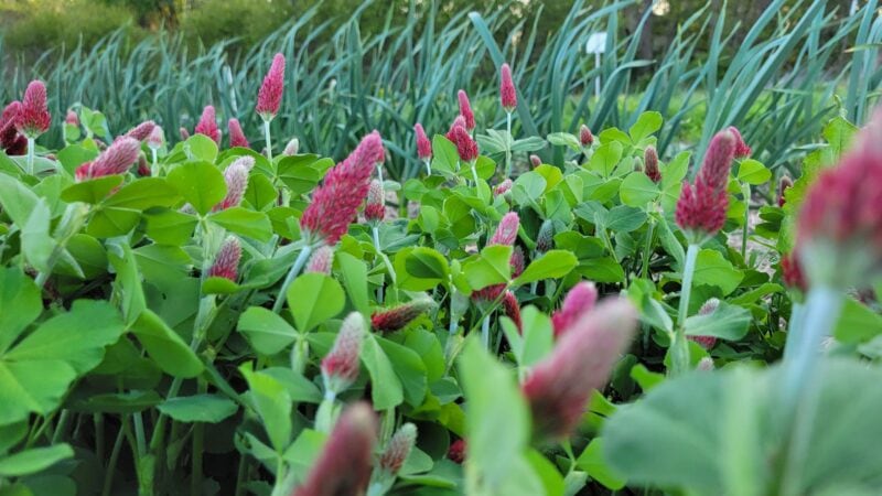 Hairy vetch legume at pod stage.