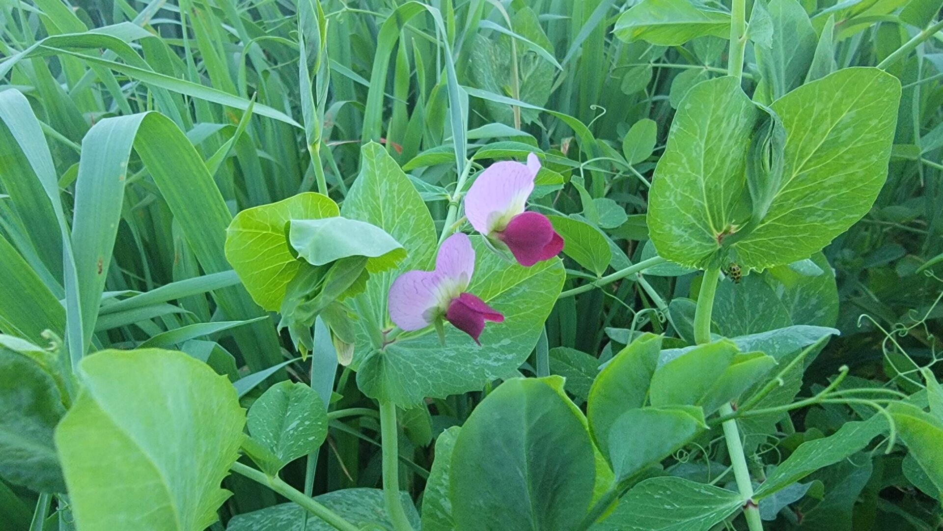 SH Oats and Peas Cover Crop