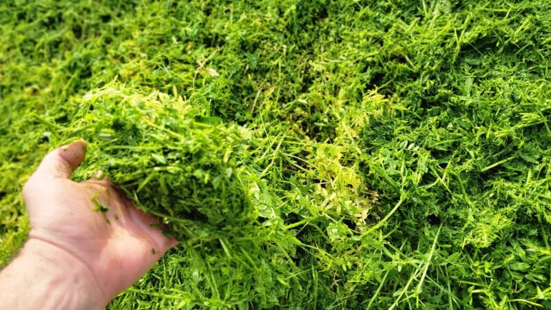 Sweet corn and compost