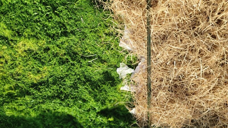 Kale and crimson clover