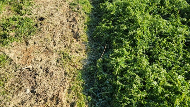 Sweet corn and compost