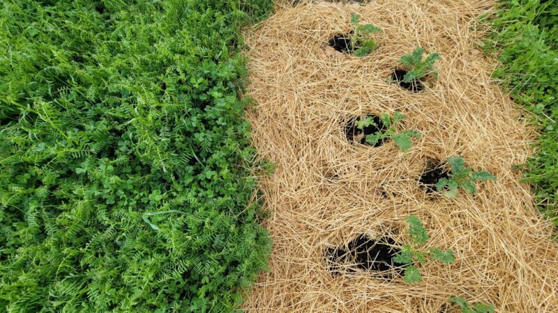 Kale and crimson clover