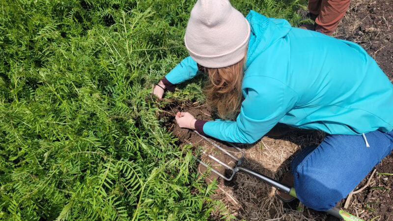 Kale and crimson clover