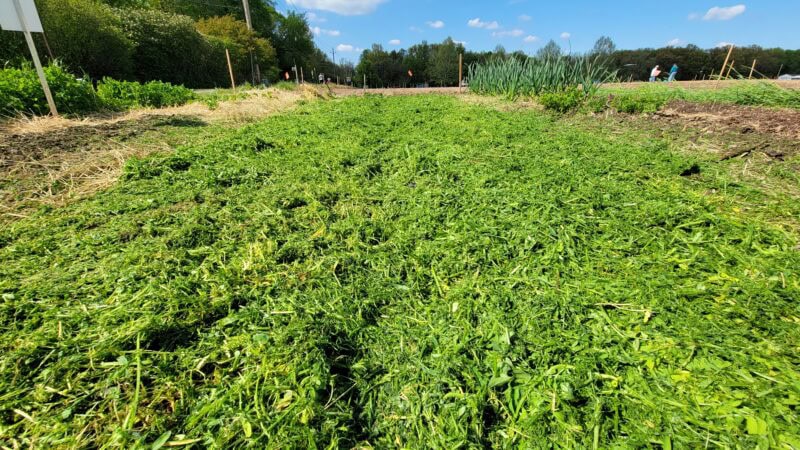Corn and hairy vetch residue