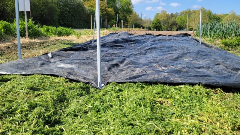 Sweet corn and compost