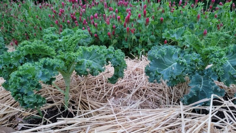 Kale and crimson clover