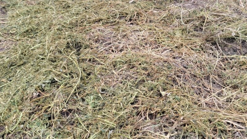 Sweet corn and compost