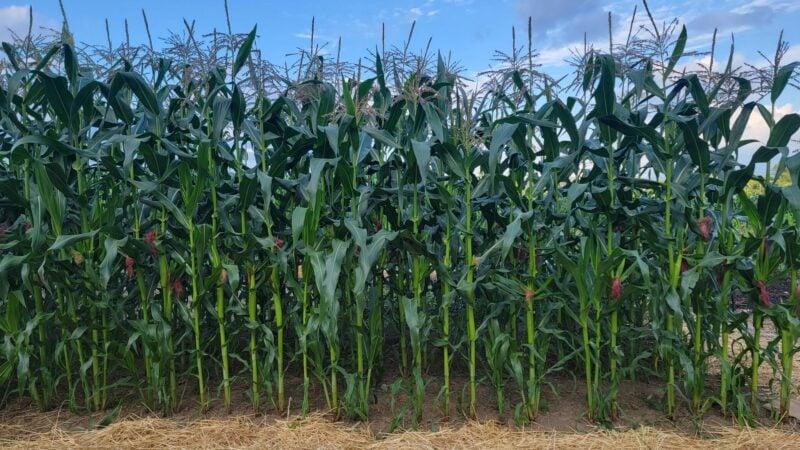 Sweet corn and compost