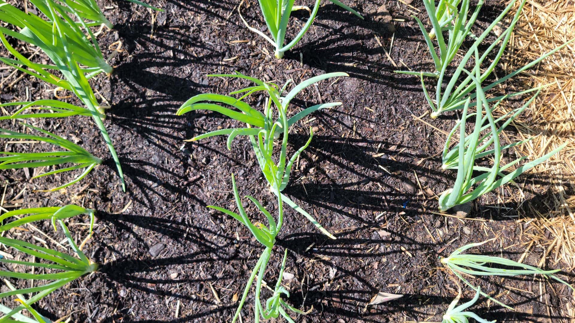 Onions after oats