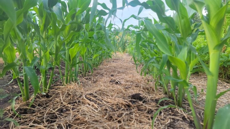 Corn and hairy vetch residue