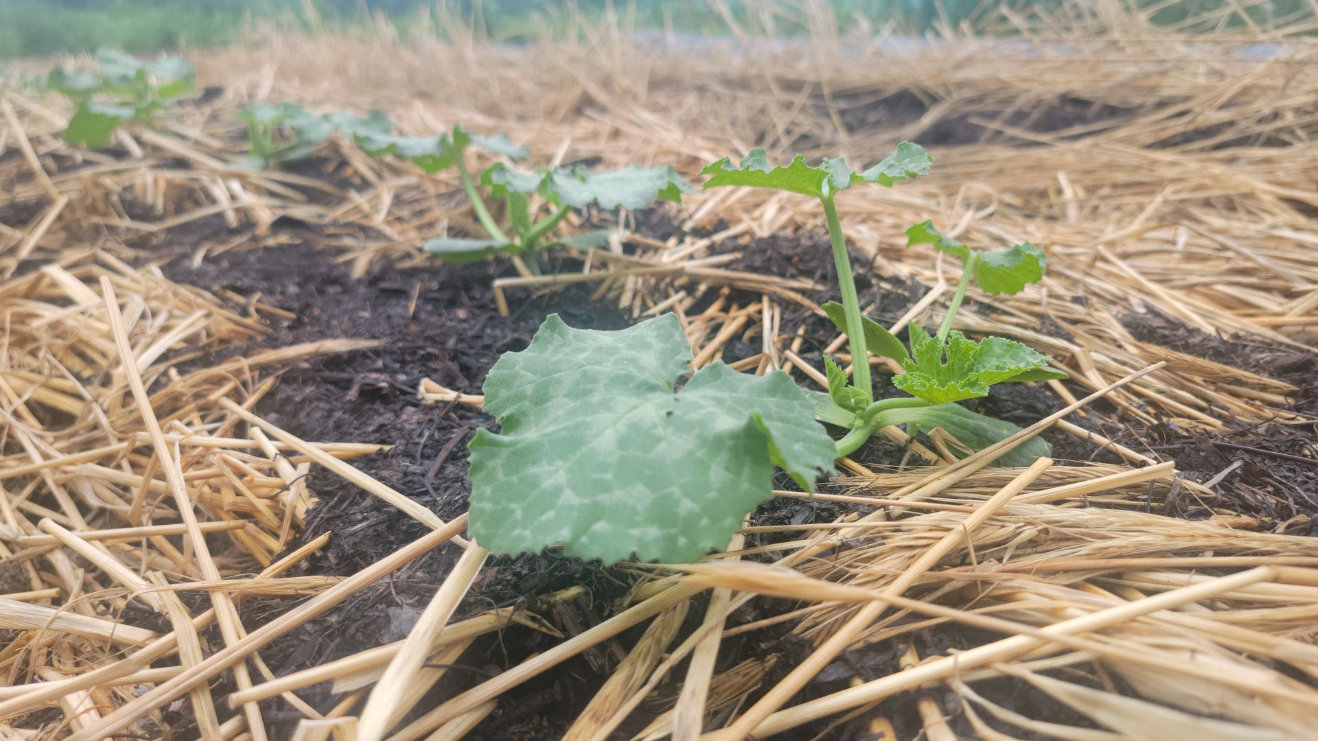 Crops in cereal rye