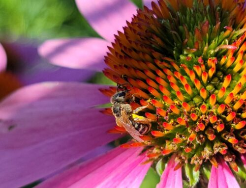 SWCD Demo Garden Native Planting