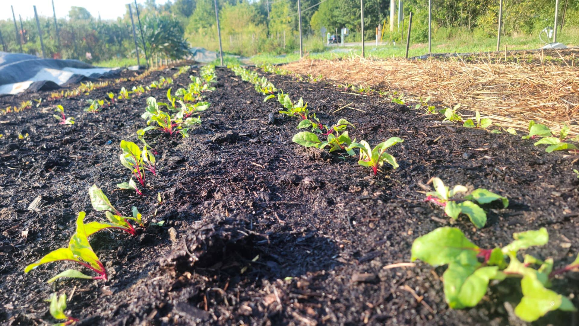 Beets after oats