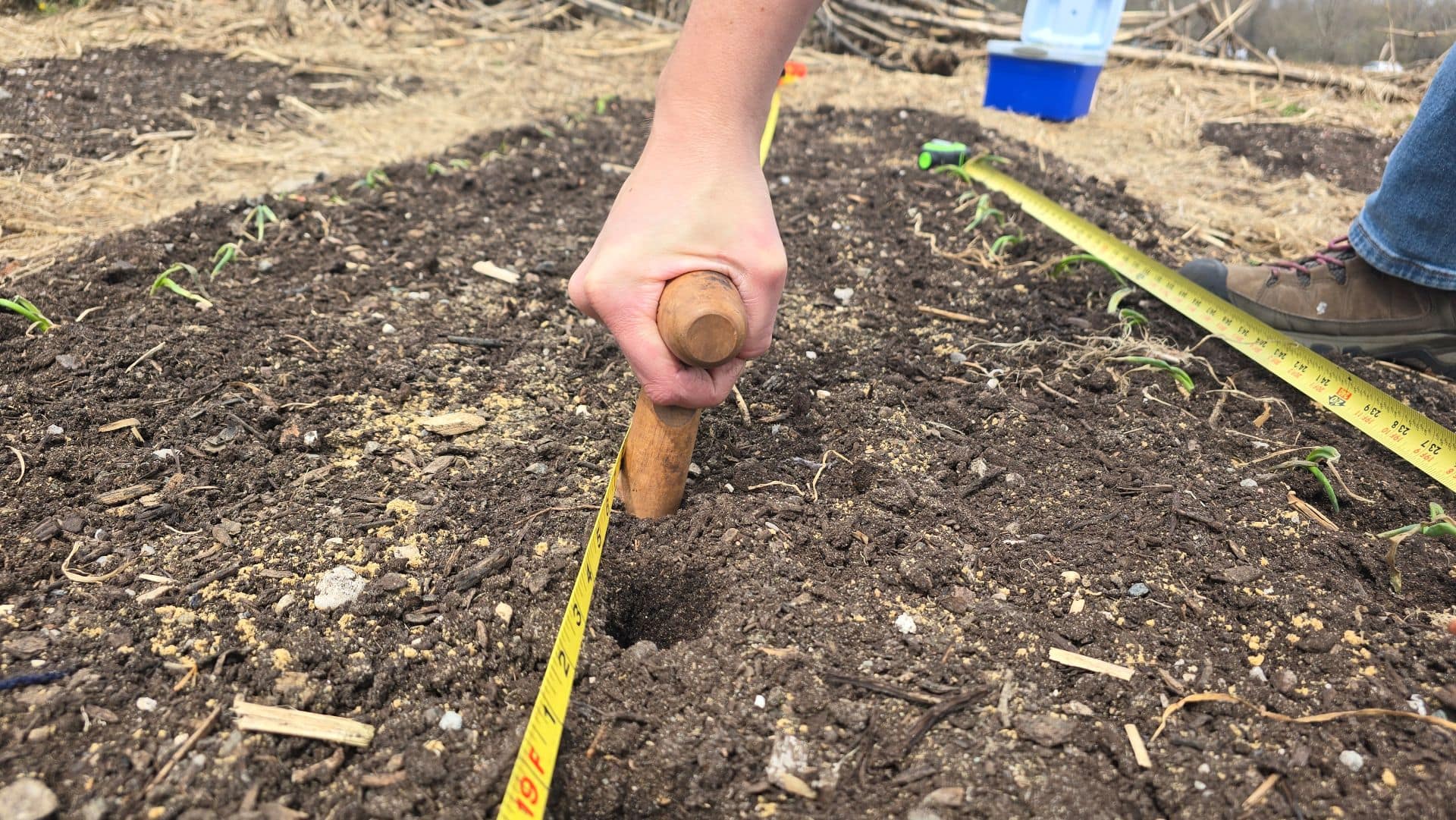 Planting onions