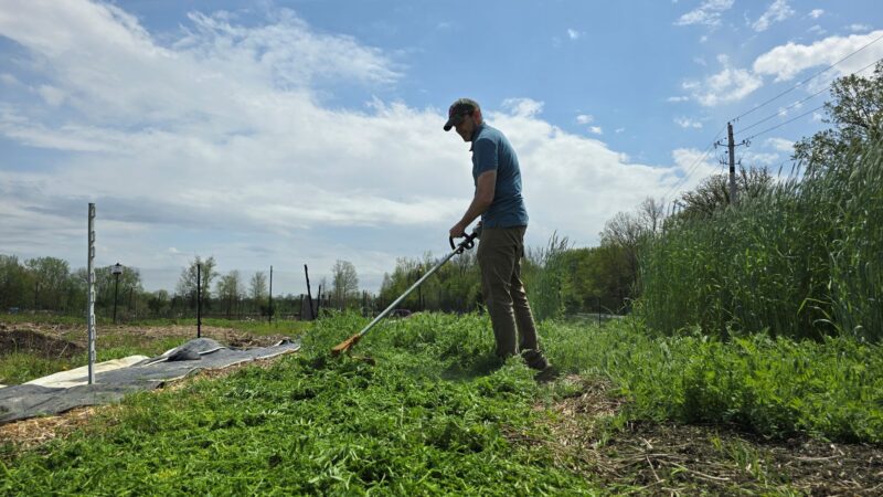 Corn and hairy vetch residue