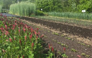 Crimson clover on border of garden
