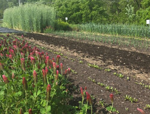 Indianapolis Public Library + SWCD = Cover Crop Seed Library