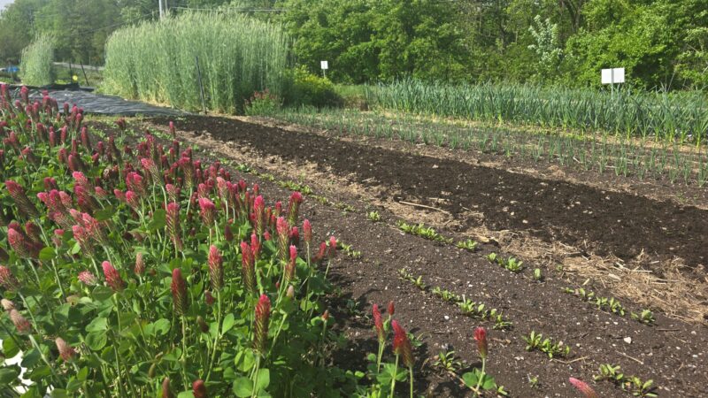 Sweet corn and compost