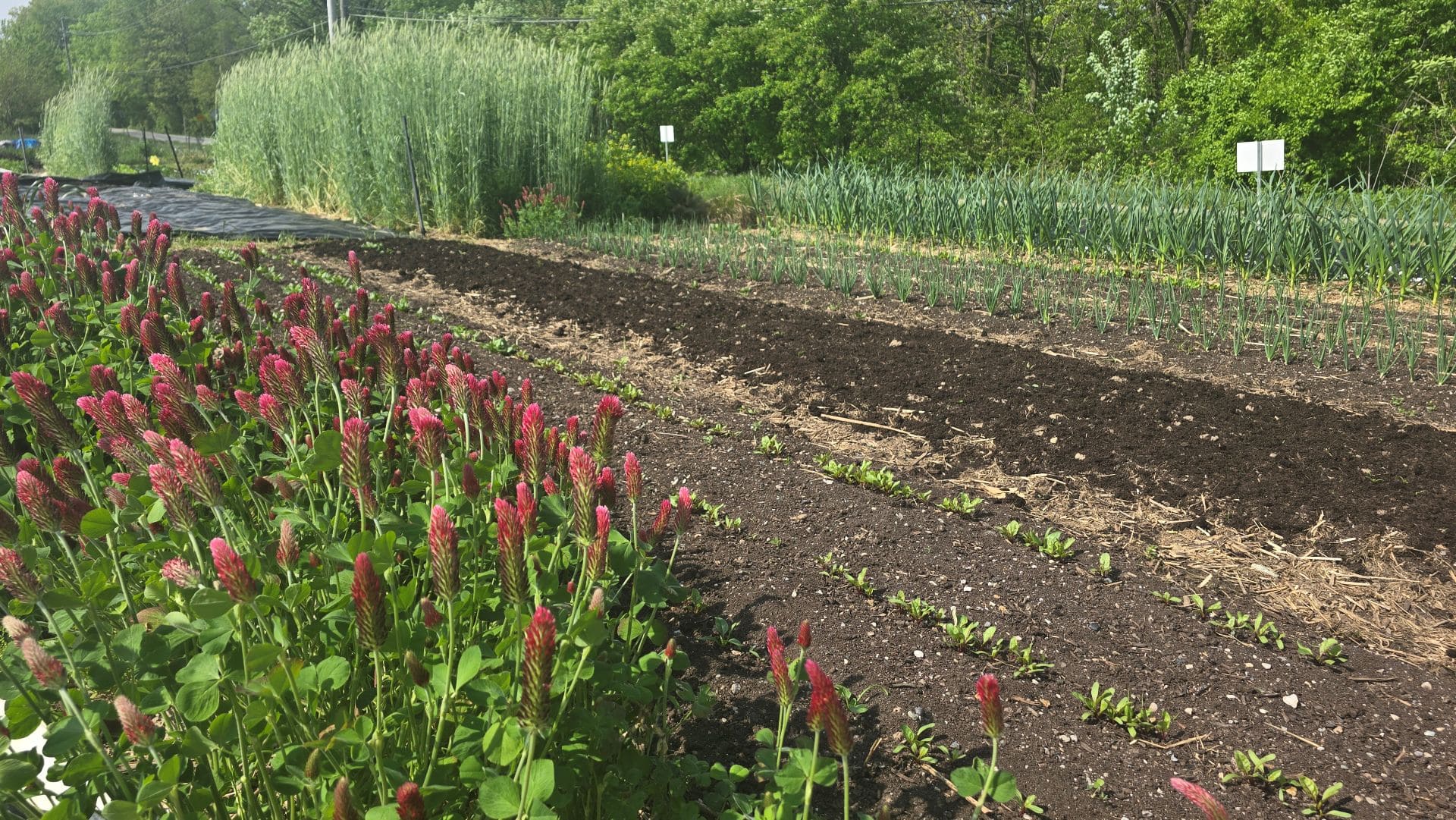 Crimson clover on border of garden
