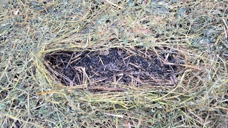 Sweet corn and compost