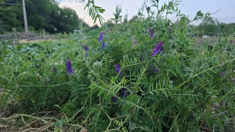 Hairy vetch cover crop