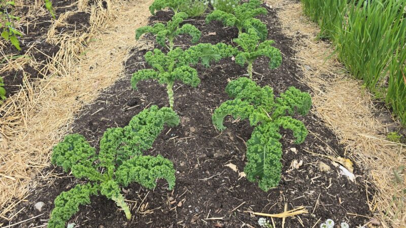 Kale and crimson clover