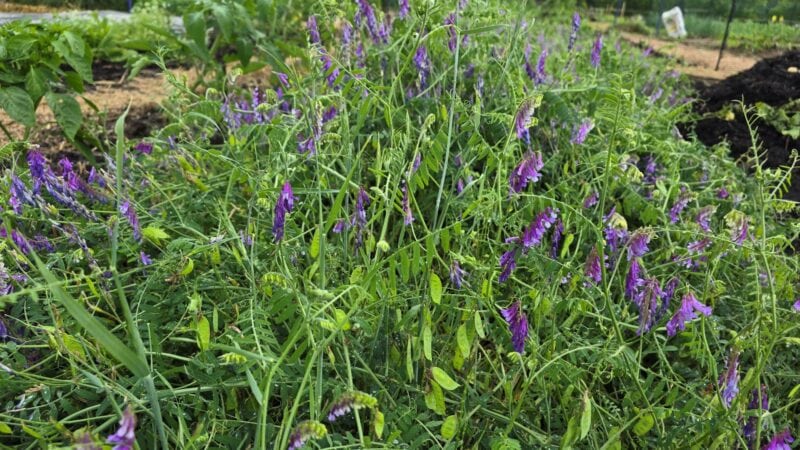 Hairy vetch legume at pod stage.
