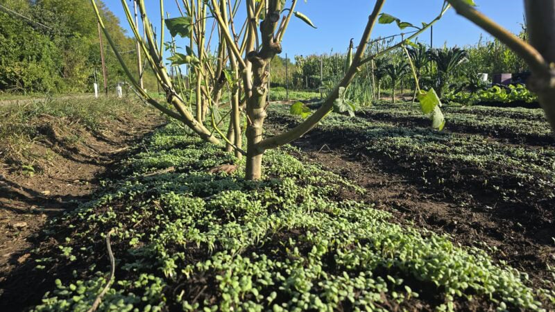 Okra and crimson clover plants