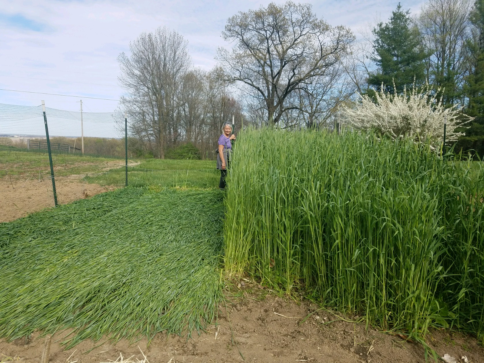 Crimped Cereal Rye