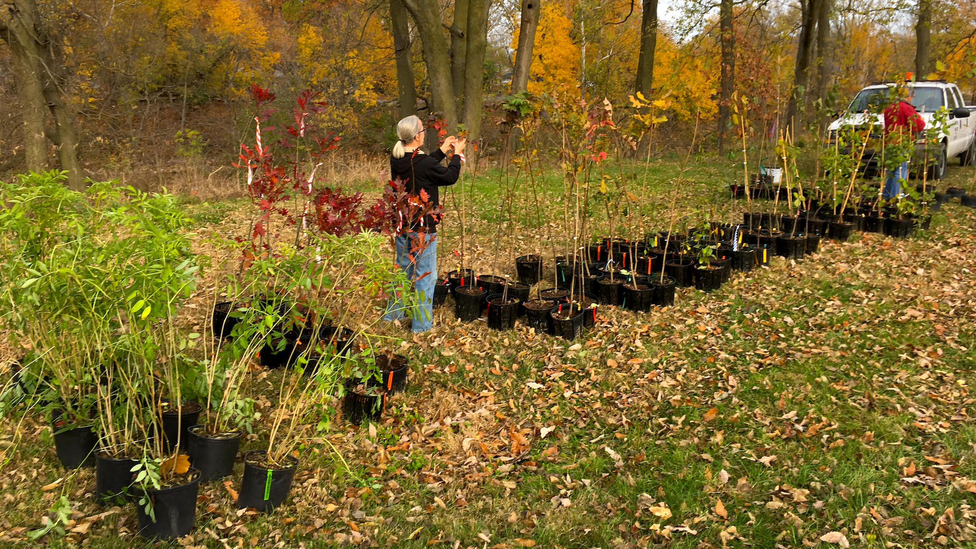 trees-lined-up-to-be-planted