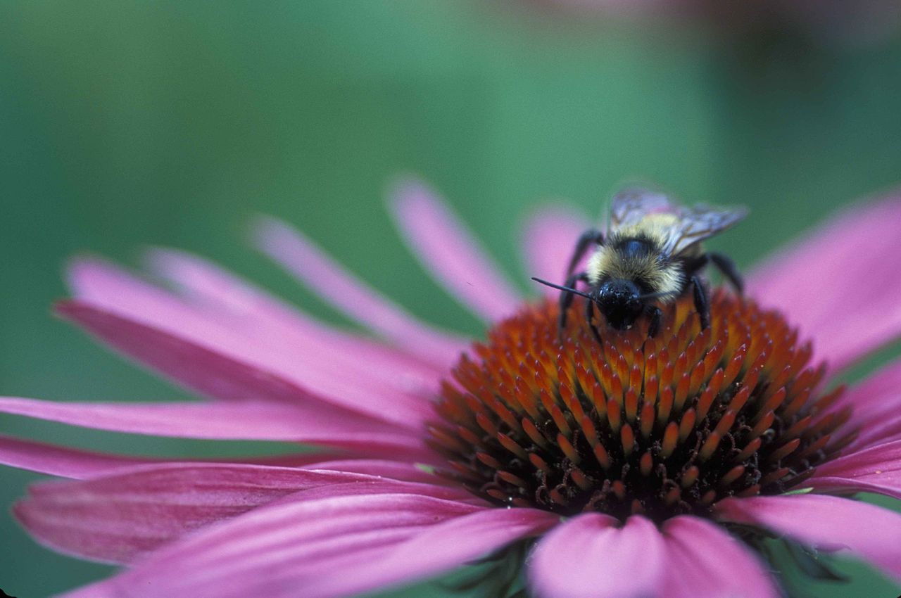 bee-on-echinacea