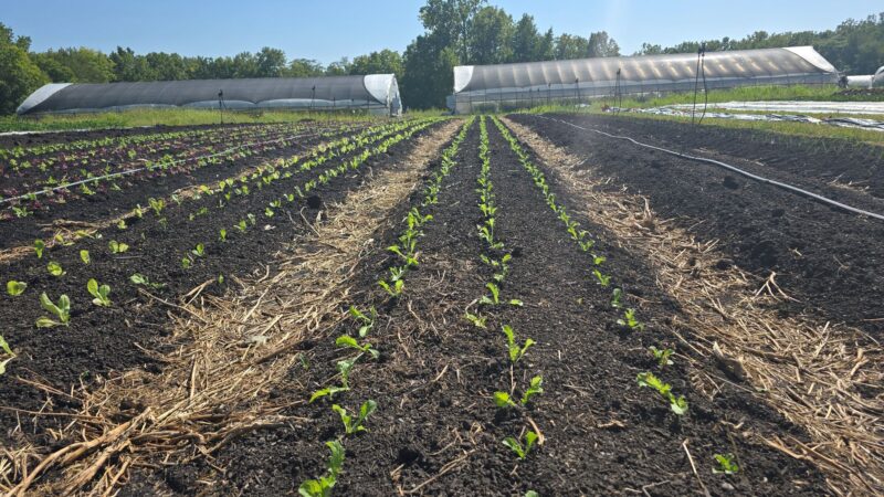 Full Hand Farm lettuce