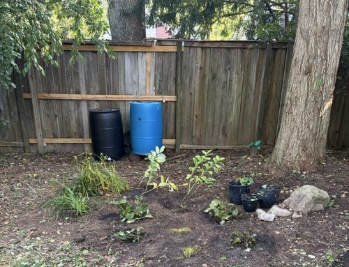 Converting Invasives to Natives in the Home Landscape: A Homeowner’s Perspective