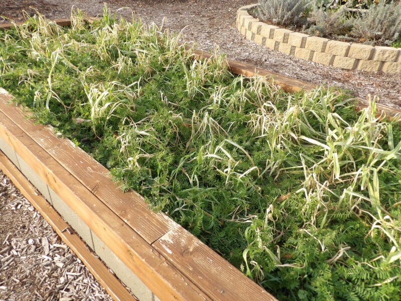 Oats and hairy vetch cover crops
