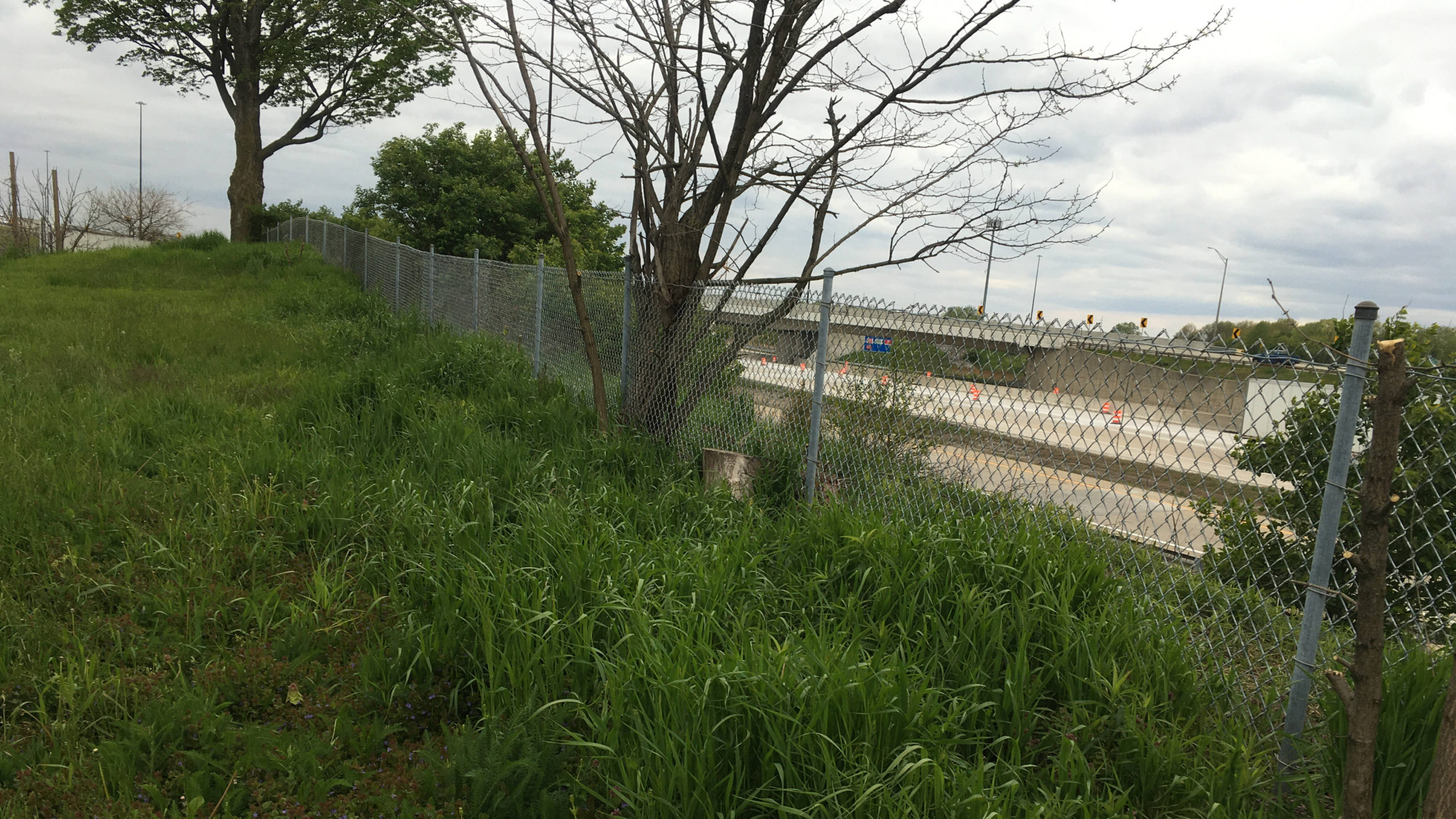 overgrown-fenceline