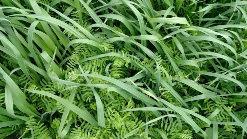 Hairy vetch legume with oats