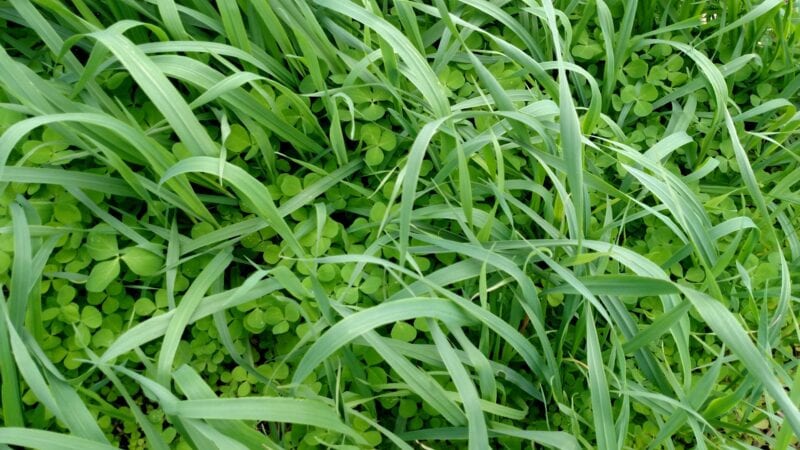 Oats and crimson clover cover crop