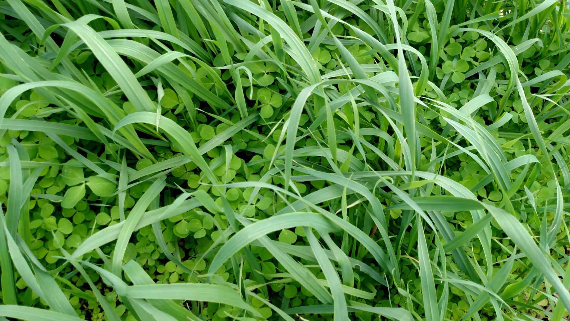 Crimson clover legume with oats