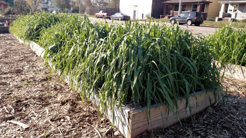 Thick oats cover crop