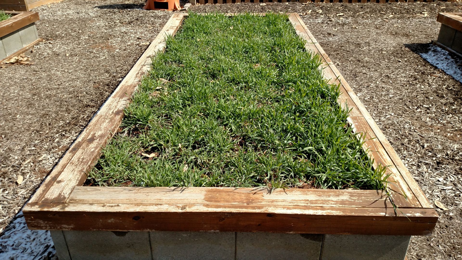 Cereal Rye Raised bed