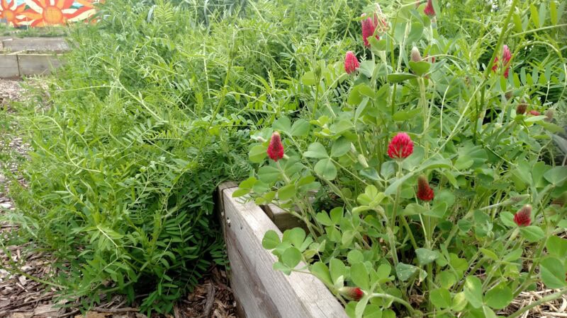 Crimson clover field border